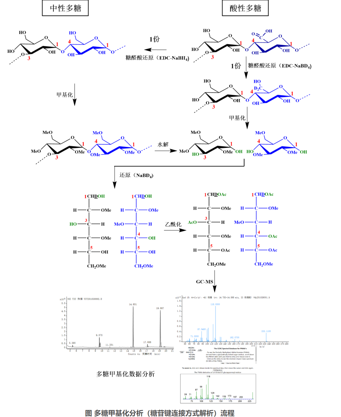 多糖甲基化分析-糖苷键解析