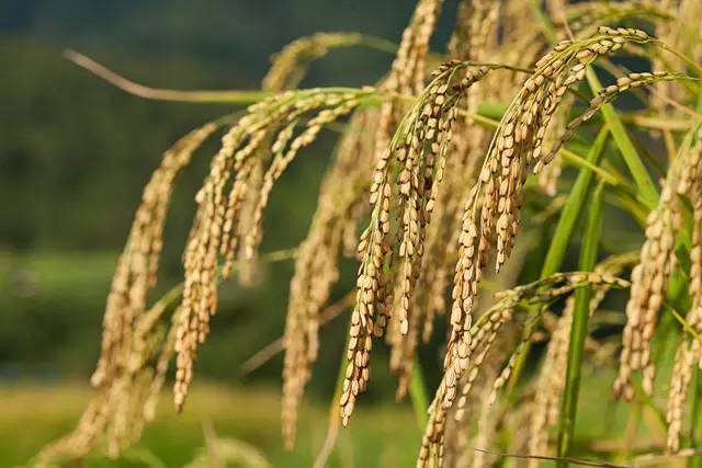 水稻遗传转化服务