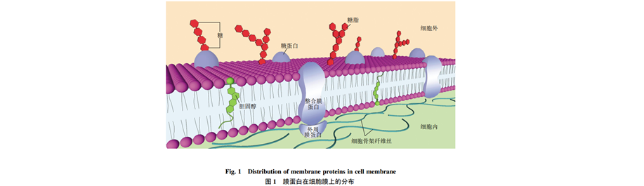 膜蛋白表达纯化