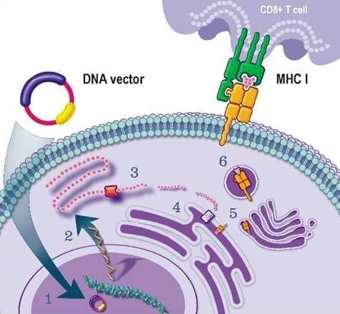 DNA免疫制备抗体服务
